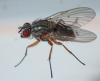 Helina sp.